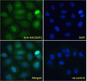 RACGAP1 Antibody