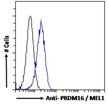 PRDM16 Antibody