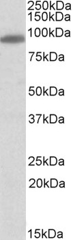 MYRIP Antibody