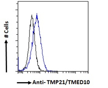 KLK5 Antibody