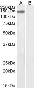 KIF4A Antibody