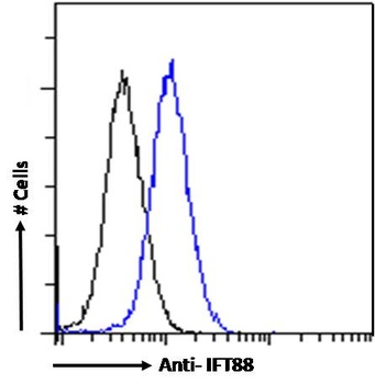 IFT88 Antibody