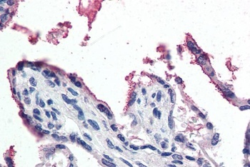 GPX3 Antibody