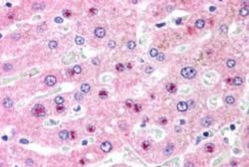 GPX3 Antibody