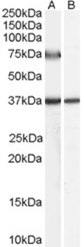 GPX3 Antibody