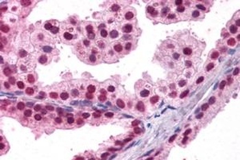 FOXA2 Antibody