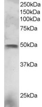 ELF3 Antibody