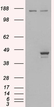 ELF3 Antibody