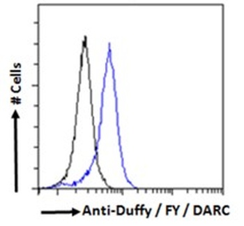 DARC Antibody