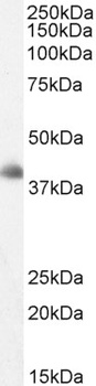 DKK3 Antibody