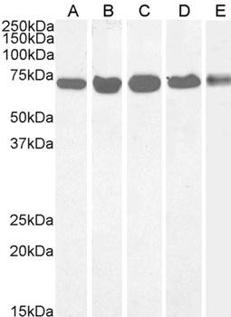 DDX5 Antibody