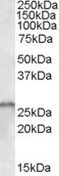 PNPLA2 Antibody