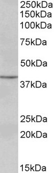 PAX5 Antibody