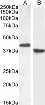 PAX5 Antibody