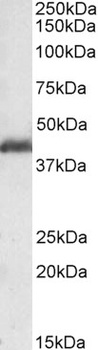 PAFAH1B1 Antibody
