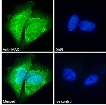 MAX Antibody