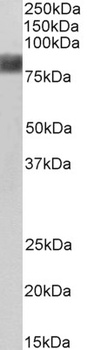 CTTN Antibody