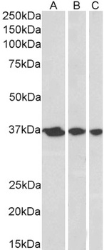 APEX1 Antibody