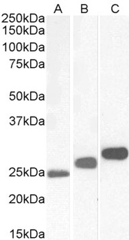 IL-17D Antibody