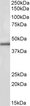 IL-17D Antibody