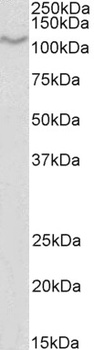 IL-17D Antibody