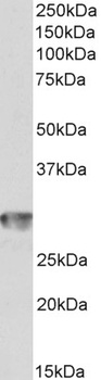 AIFM1 Antibody