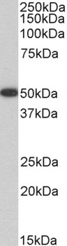 AIFM1 Antibody