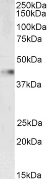 AIFM1 Antibody
