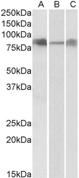 CREB3L2/BBF2H7 Antibody