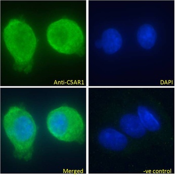 Hsp31p Antibody