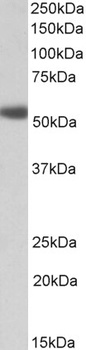 Contactin 4/Big-2 Antibody