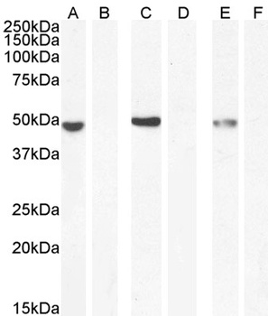 PCNA Antibody