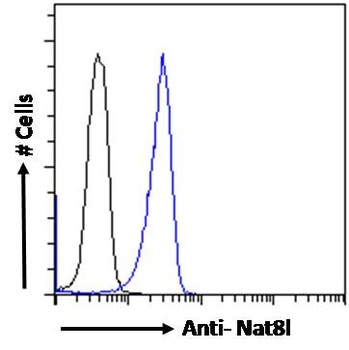 PCNA Antibody