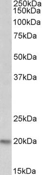 CYP26A1 Antibody