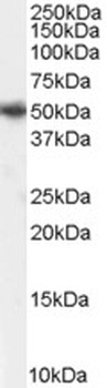STXBP1 Antibody