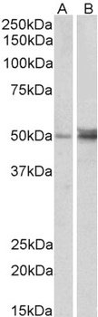 FOXL2 Antibody