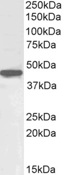 41886 Antibody