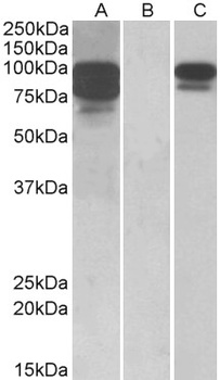 41886 Antibody