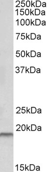 CDH11 Antibody