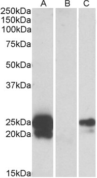 ZGLP1 Antibody