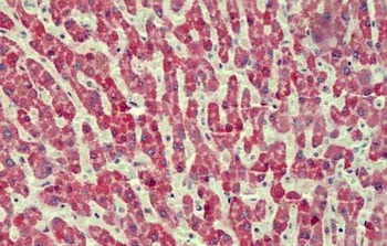 ZGLP1 Antibody