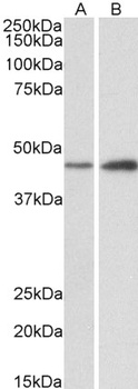 Ugt2b Antibody