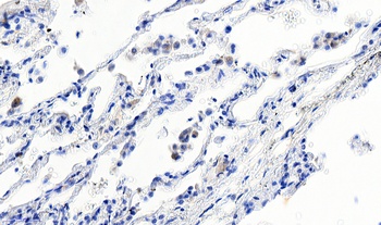 AIF1 Antibody