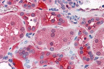 FBN1 Antibody