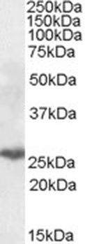 COX4I2 Antibody