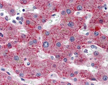 SERPING1 Antibody