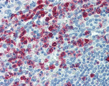 SELPLG Antibody