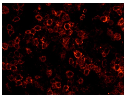 CD3E Antibody (PE/Cy5)