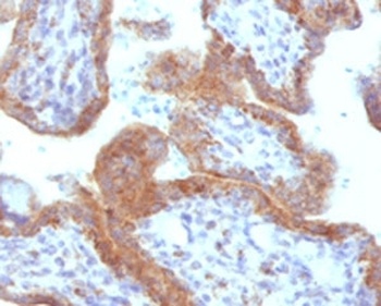 Hsp-16 Antibody