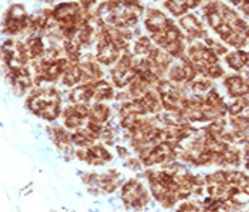 Hsp-16 Antibody